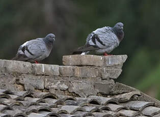 Pigeon des rochers