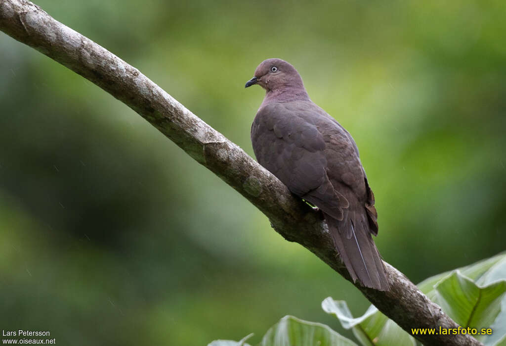 Plumbeous Pigeonadult, pigmentation