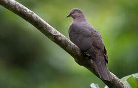 Plumbeous Pigeon