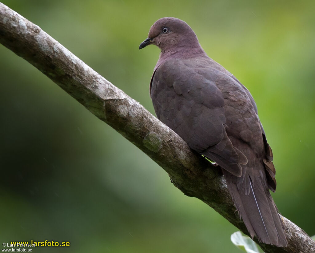 Plumbeous Pigeon