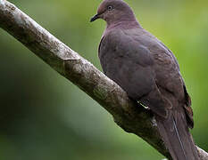 Plumbeous Pigeon