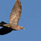 Pigeon rameron