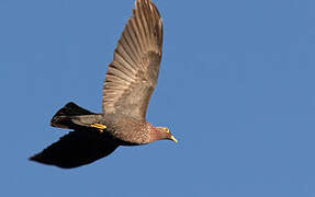 African Olive Pigeon