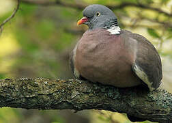 Common Wood Pigeon