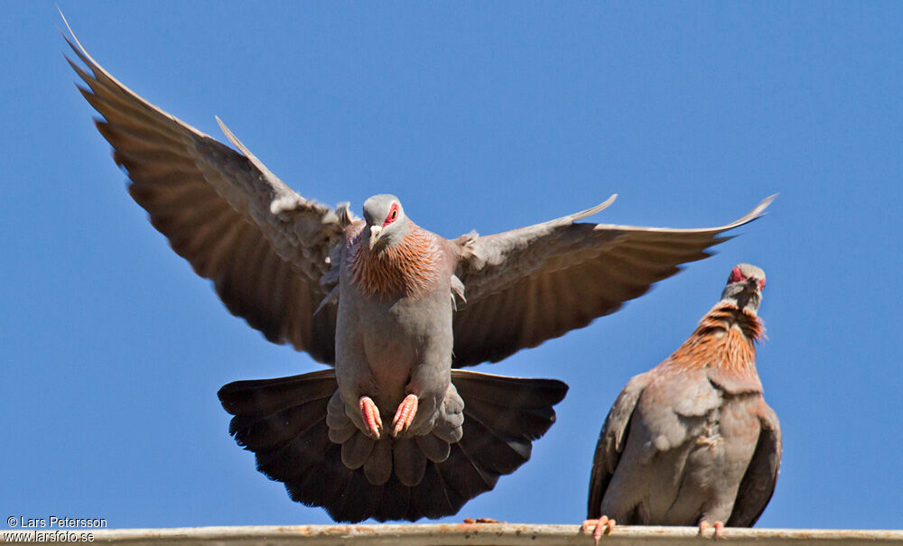 Pigeon roussard