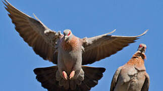 Speckled Pigeon