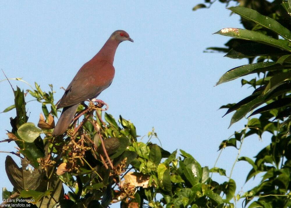 Pigeon rousset