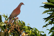 Pigeon rousset