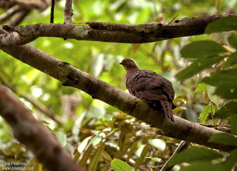 Pigeon vineuxadulte, habitat