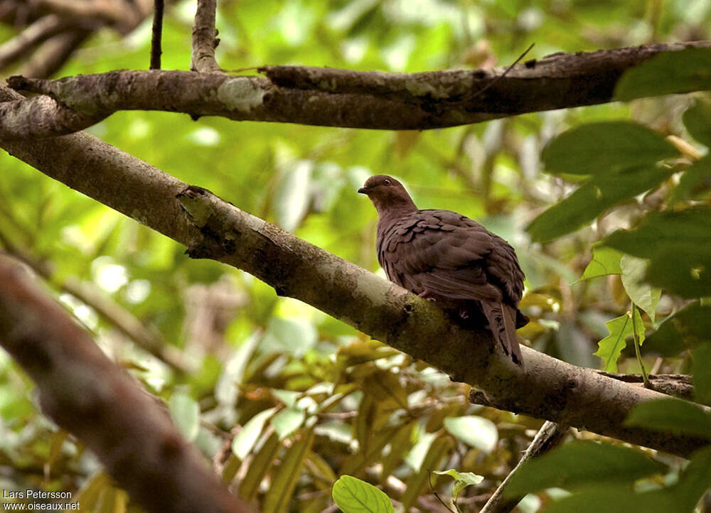 Ruddy Pigeonadult, habitat