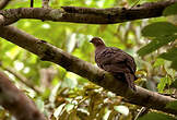 Pigeon vineux