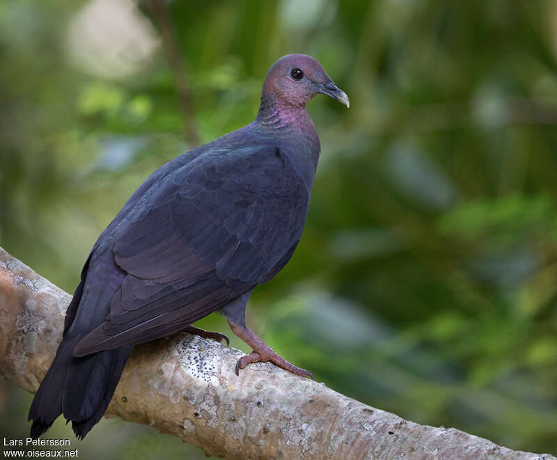 Pigeon violetadulte, identification