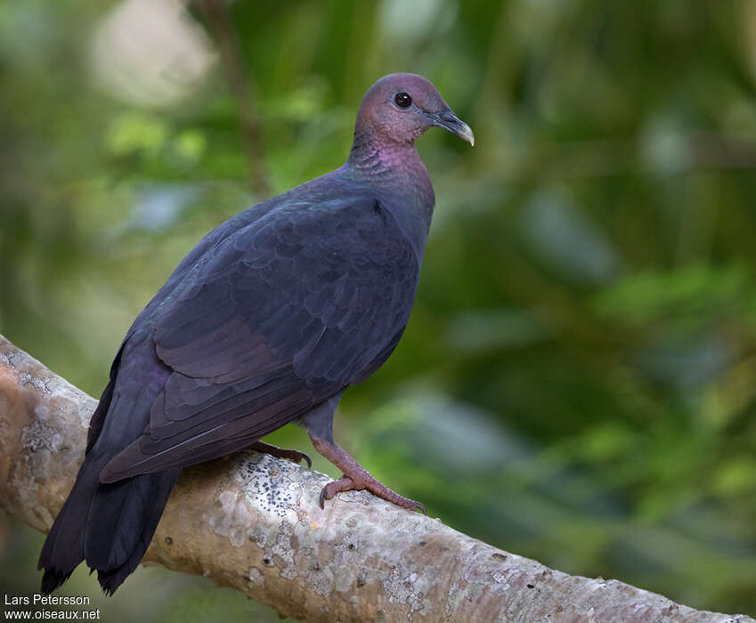 Black Wood Pigeonadult, identification