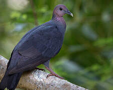 Pigeon violet