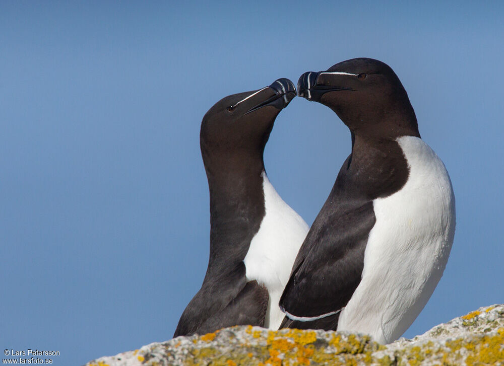 Razorbill