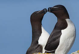 Razorbill