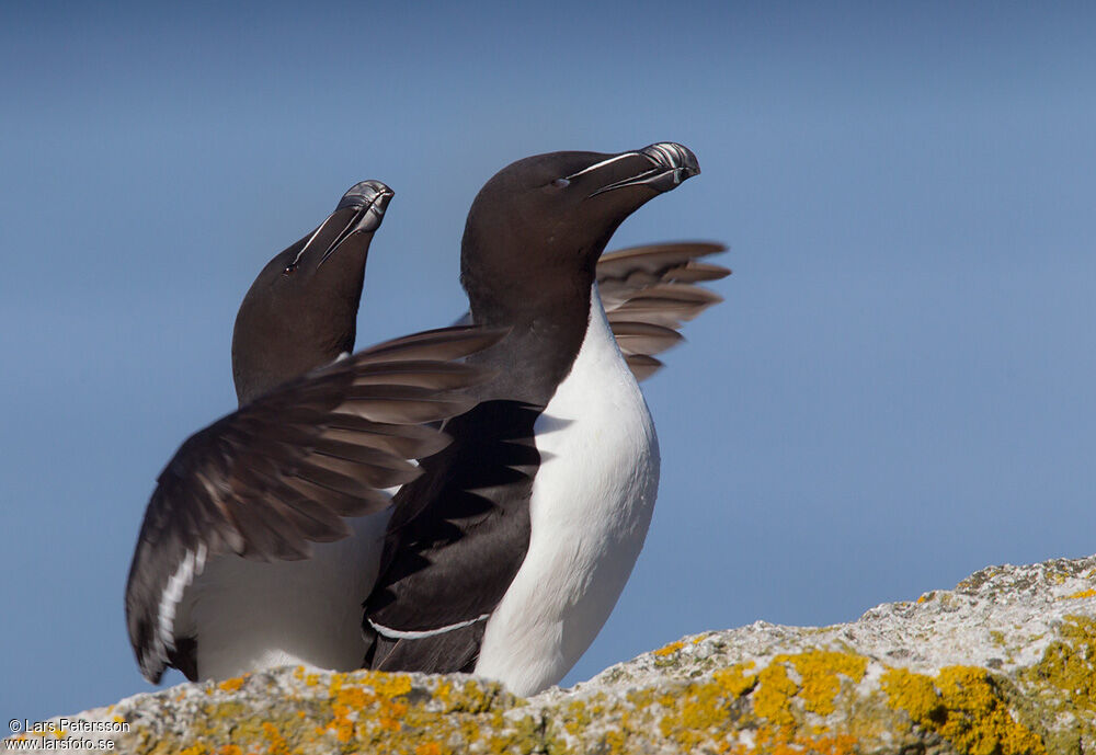 Razorbill