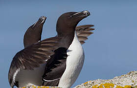 Razorbill