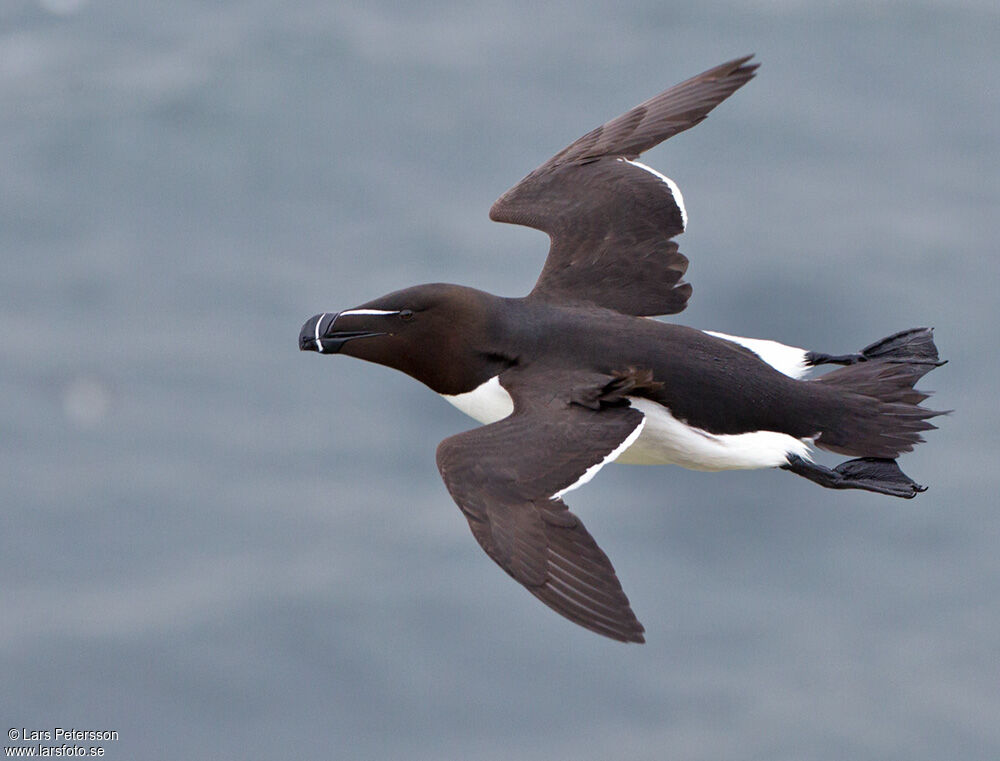 Razorbill