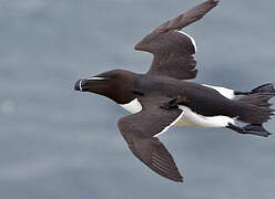 Razorbill