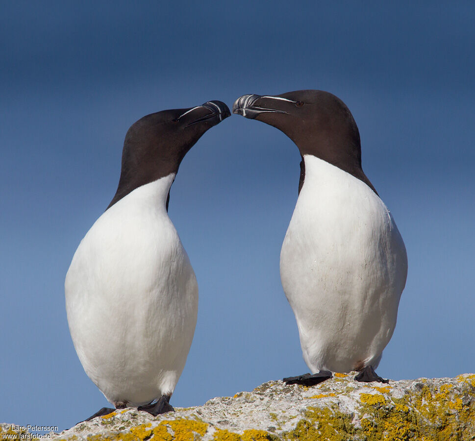 Razorbill