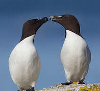 Razorbill