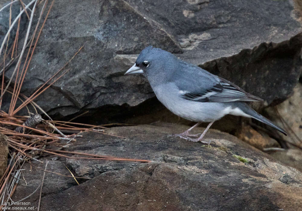 Pinson bleu de Grande Canarie mâle adulte, identification