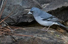 Pinson bleu de Grande Canarie