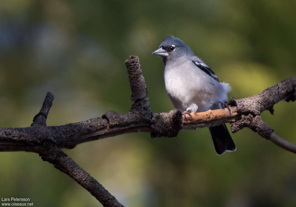 Pinson bleu de Grande Canarie mâle adulte, portrait