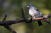 Pinson bleu de Grande Canarie