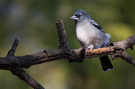 Gran Canaria Blue Chaffinch