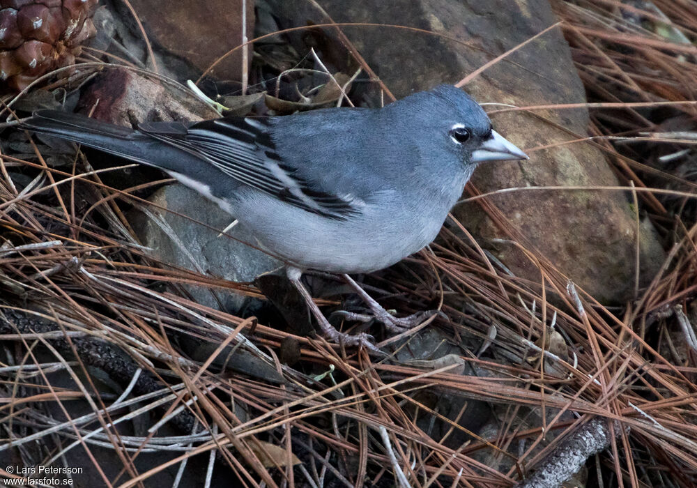 Gran Canaria Blue Chaffinch