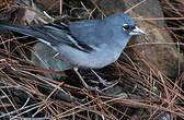 Pinson bleu de Grande Canarie