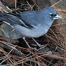 Pinson bleu de Grande Canarie