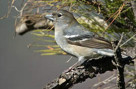 Gran Canaria Blue Chaffinch