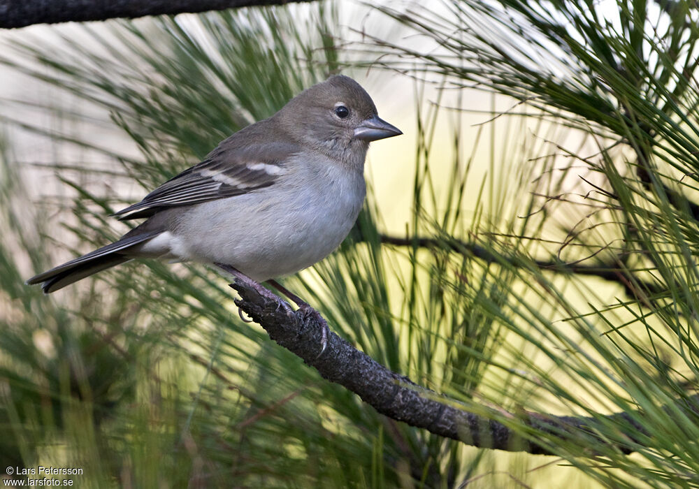 Pinson bleu de Grande Canarie