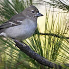Pinson bleu de Grande Canarie