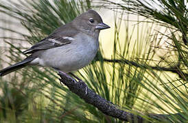 Pinson bleu de Grande Canarie