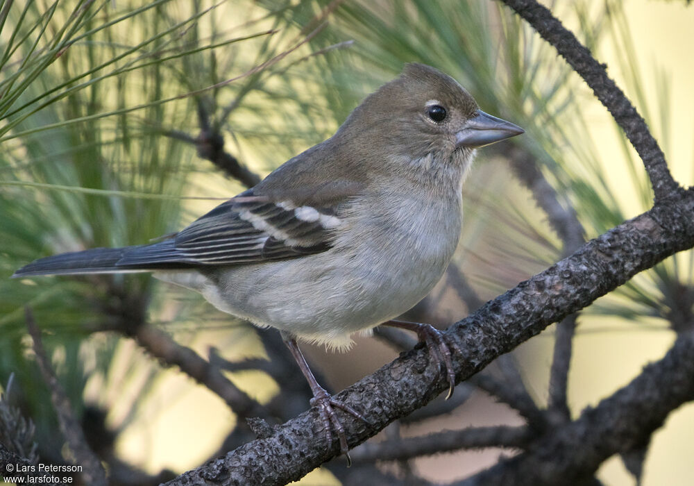 Gran Canaria Blue Chaffinch