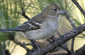 Gran Canaria Blue Chaffinch