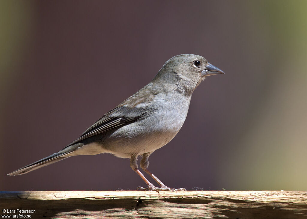 Tenerife Blue Chaffinch