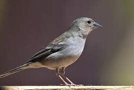 Tenerife Blue Chaffinch