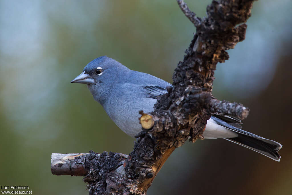 Tenerife Blue Chaffinch male adult, close-up portrait