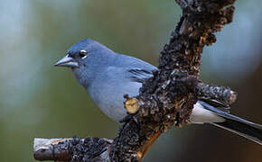 Tenerife Blue Chaffinch