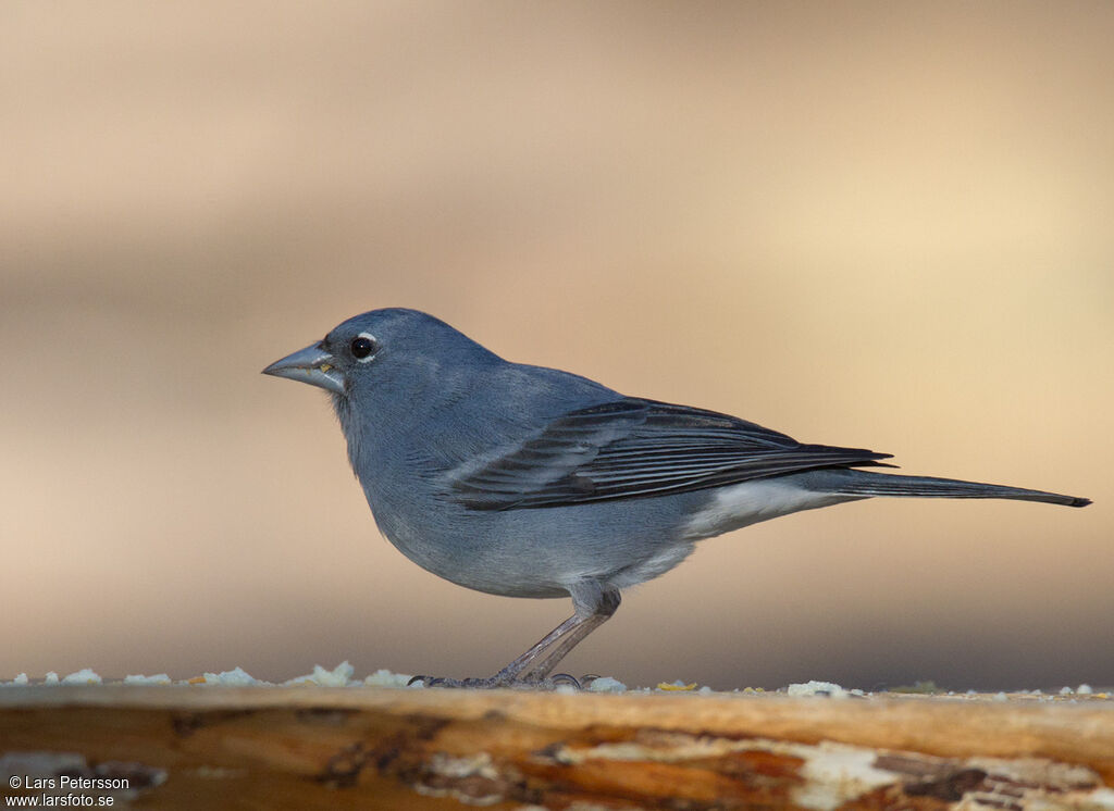 Tenerife Blue Chaffinch