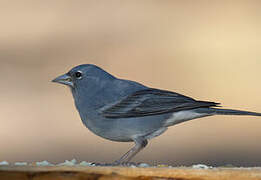 Tenerife Blue Chaffinch