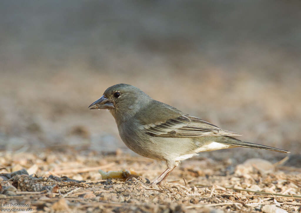 Tenerife Blue Chaffinch female adult, eats