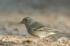 Tenerife Blue Chaffinch