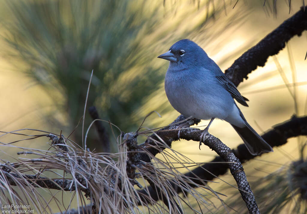 Tenerife Blue Chaffinch male adult, habitat, pigmentation