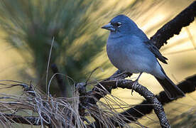 Tenerife Blue Chaffinch